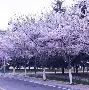 青岛黄海取得联赛开门红，战胜河南建业